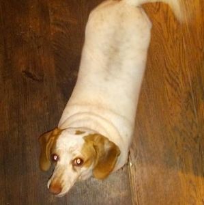 Meet your Posher, Nancy